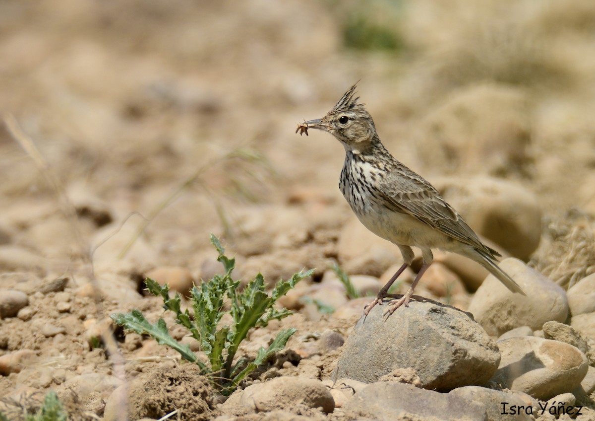 Crested Lark - ML620145359