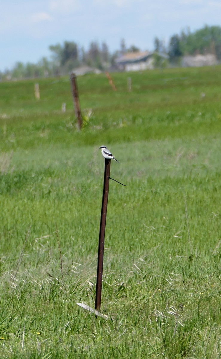 Loggerhead Shrike - ML620145360