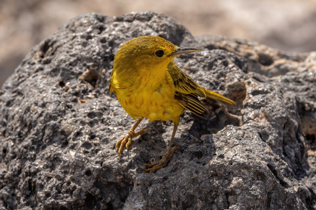 Yellow Warbler - ML620145364