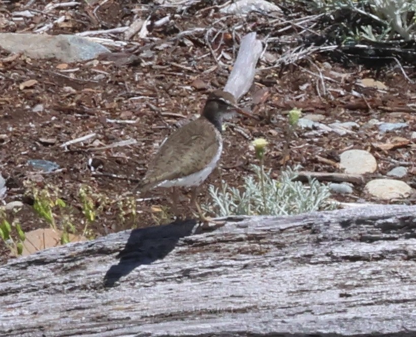 Spotted Sandpiper - ML620145367