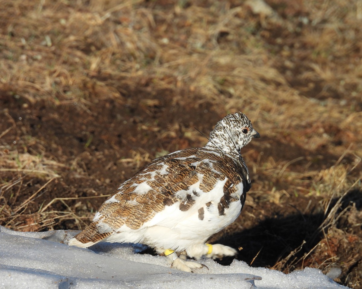 Weißschwanz-Schneehuhn - ML620145375