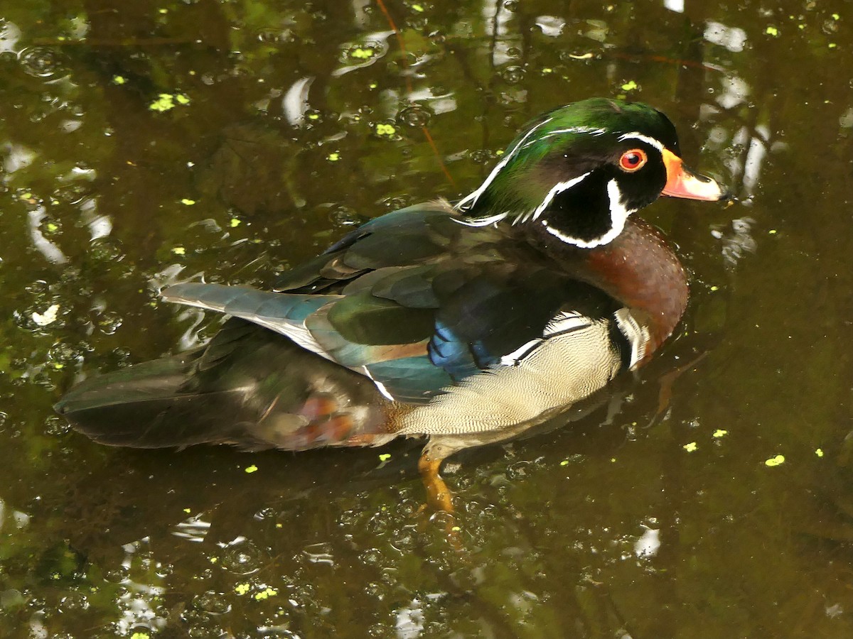 Wood Duck - ML620145376