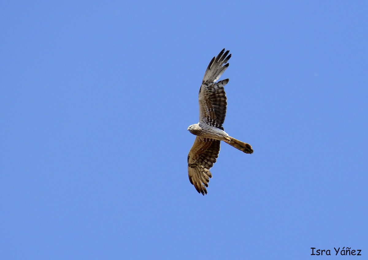 Montagu's Harrier - ML620145383