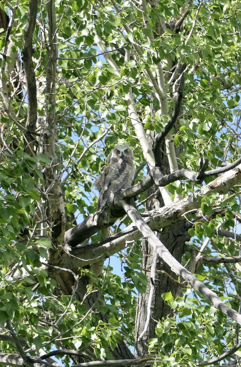 Great Horned Owl - ML620145387