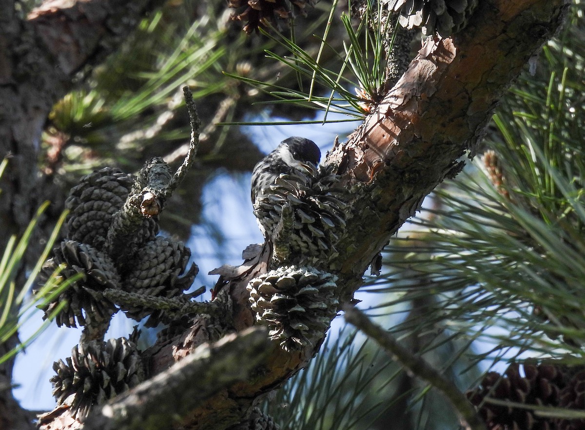 Blackpoll Warbler - ML620145397