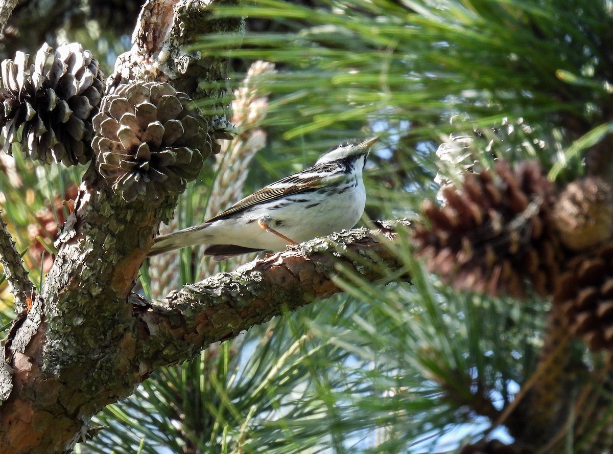 Blackpoll Warbler - ML620145398