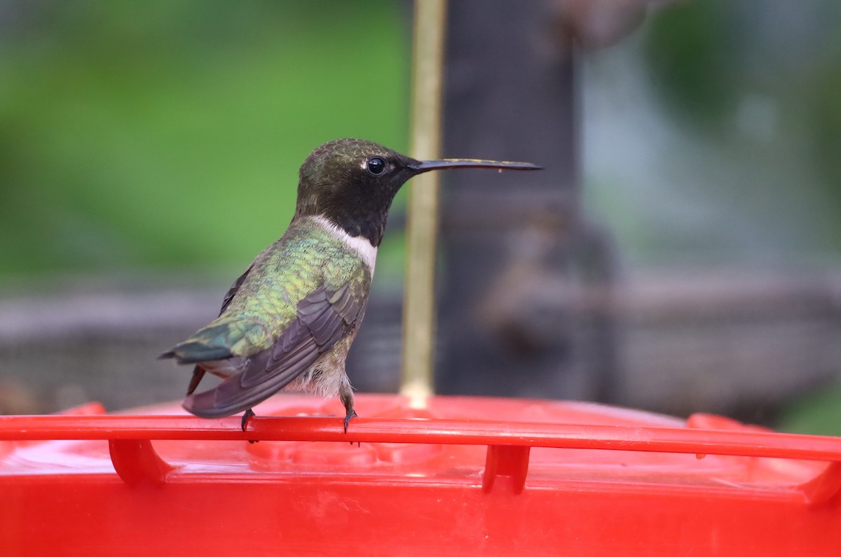 Black-chinned Hummingbird - ML620145405