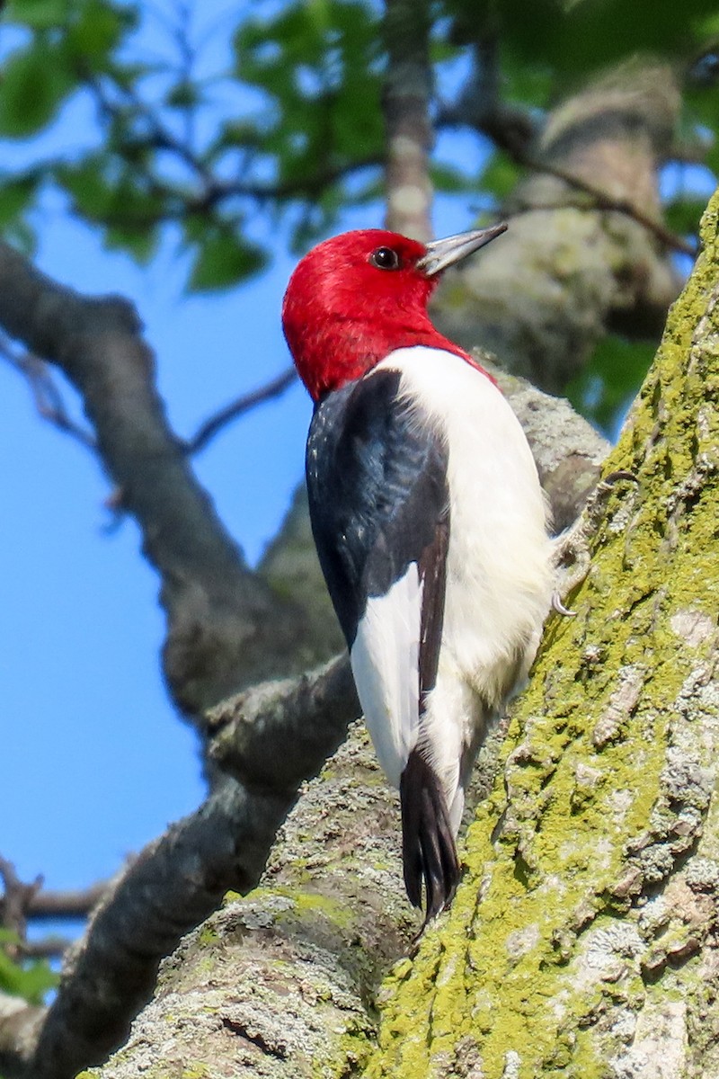 Red-headed Woodpecker - ML620145408