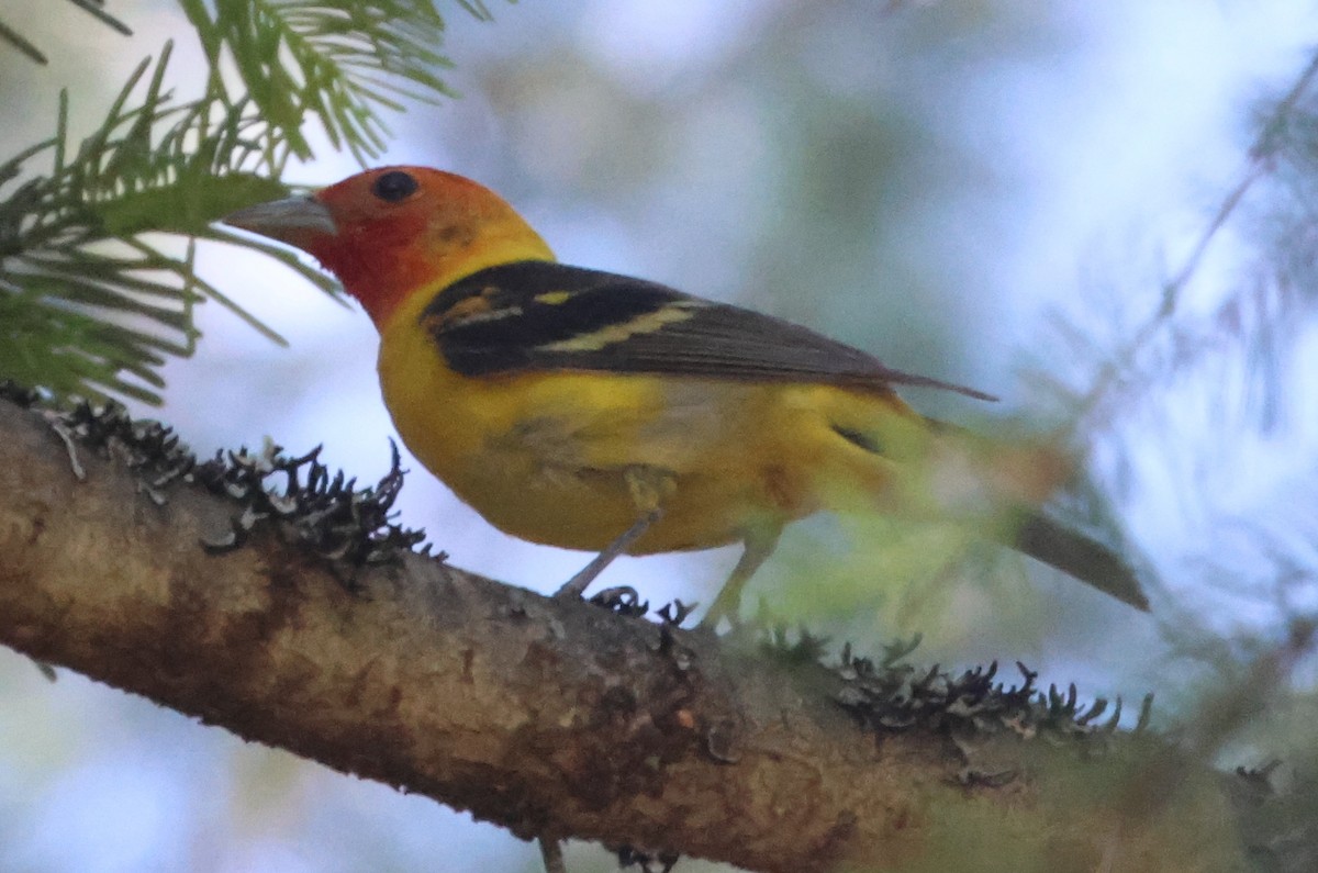 Western Tanager - ML620145424
