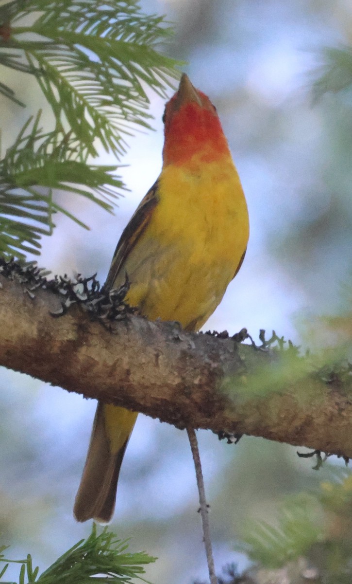 Western Tanager - ML620145425