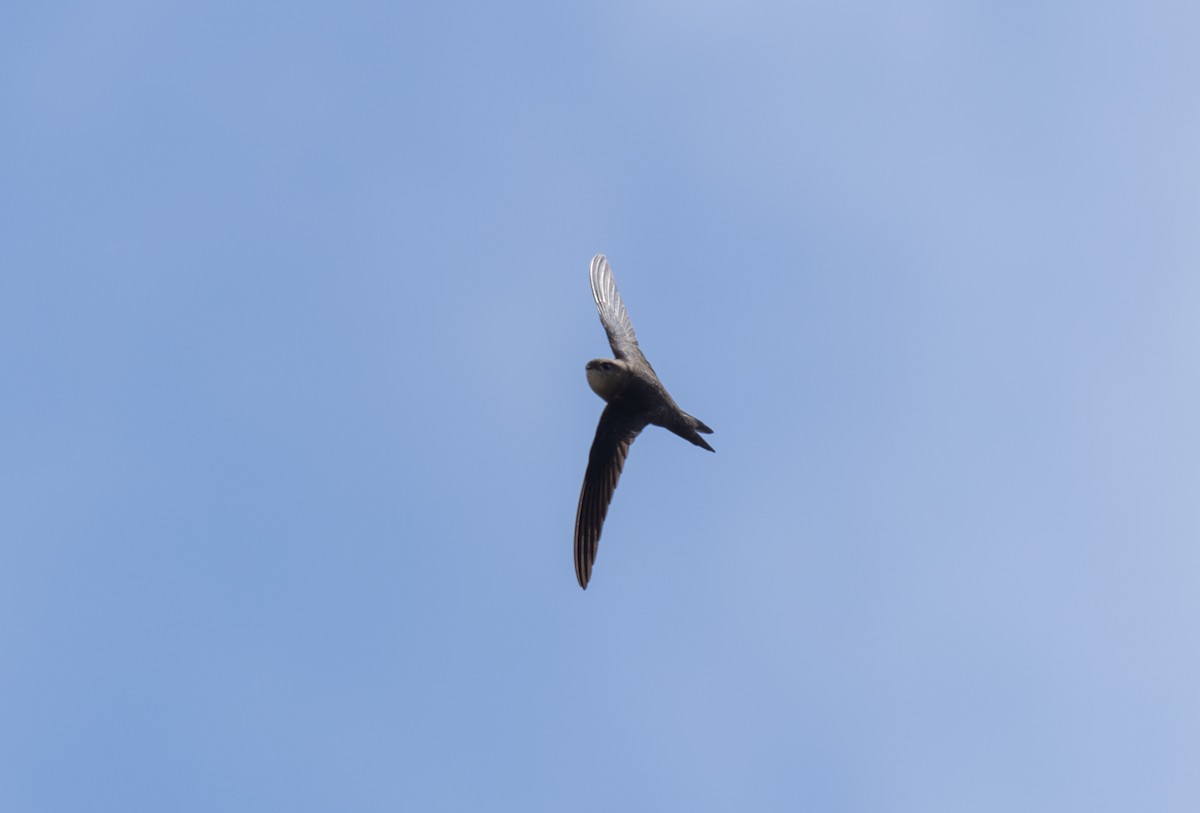 Plain Swift - ML620145443