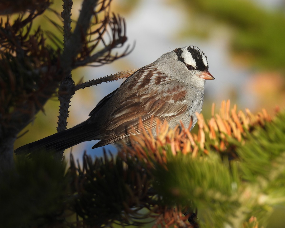 White-crowned Sparrow - ML620145468
