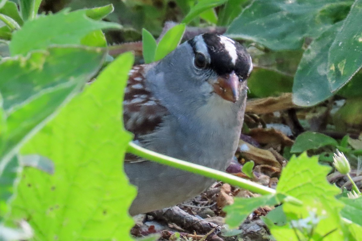 White-crowned Sparrow - ML620145469