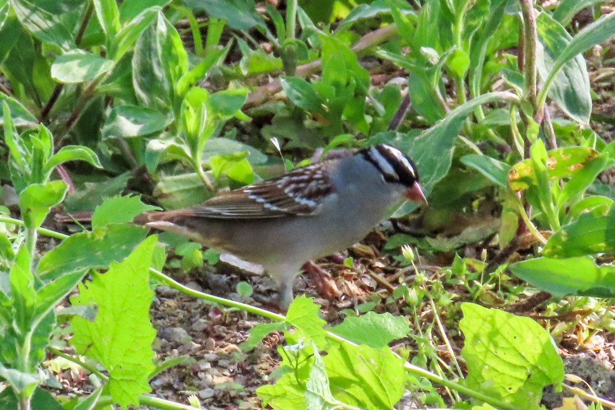 White-crowned Sparrow - ML620145470