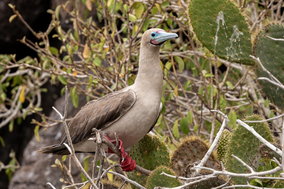 Red-footed Booby - ML620145472