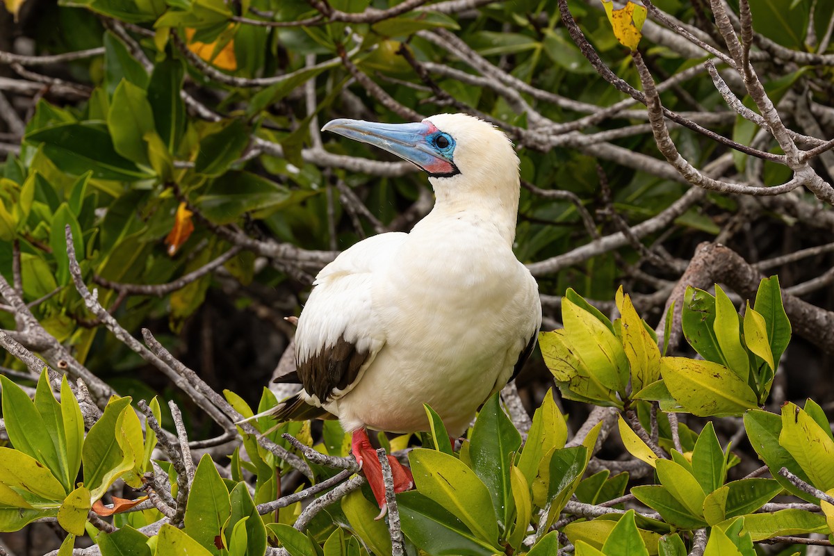 Red-footed Booby - ML620145474