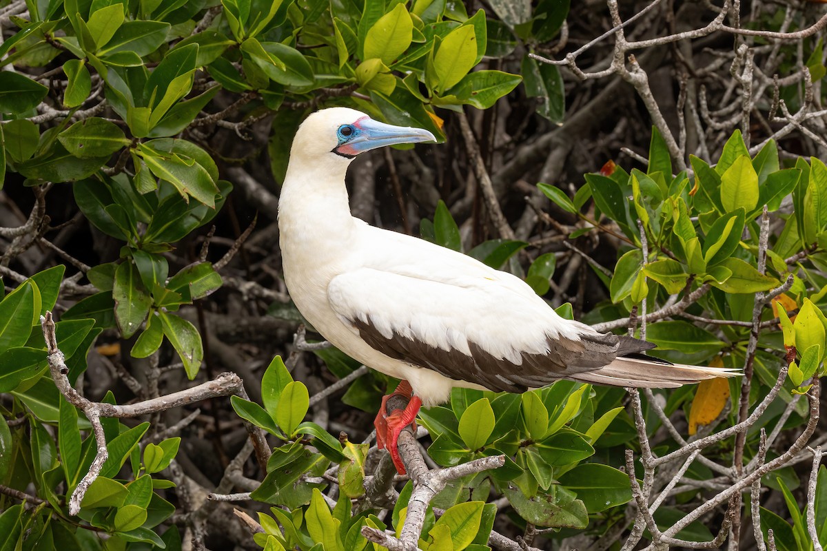 Red-footed Booby - ML620145477