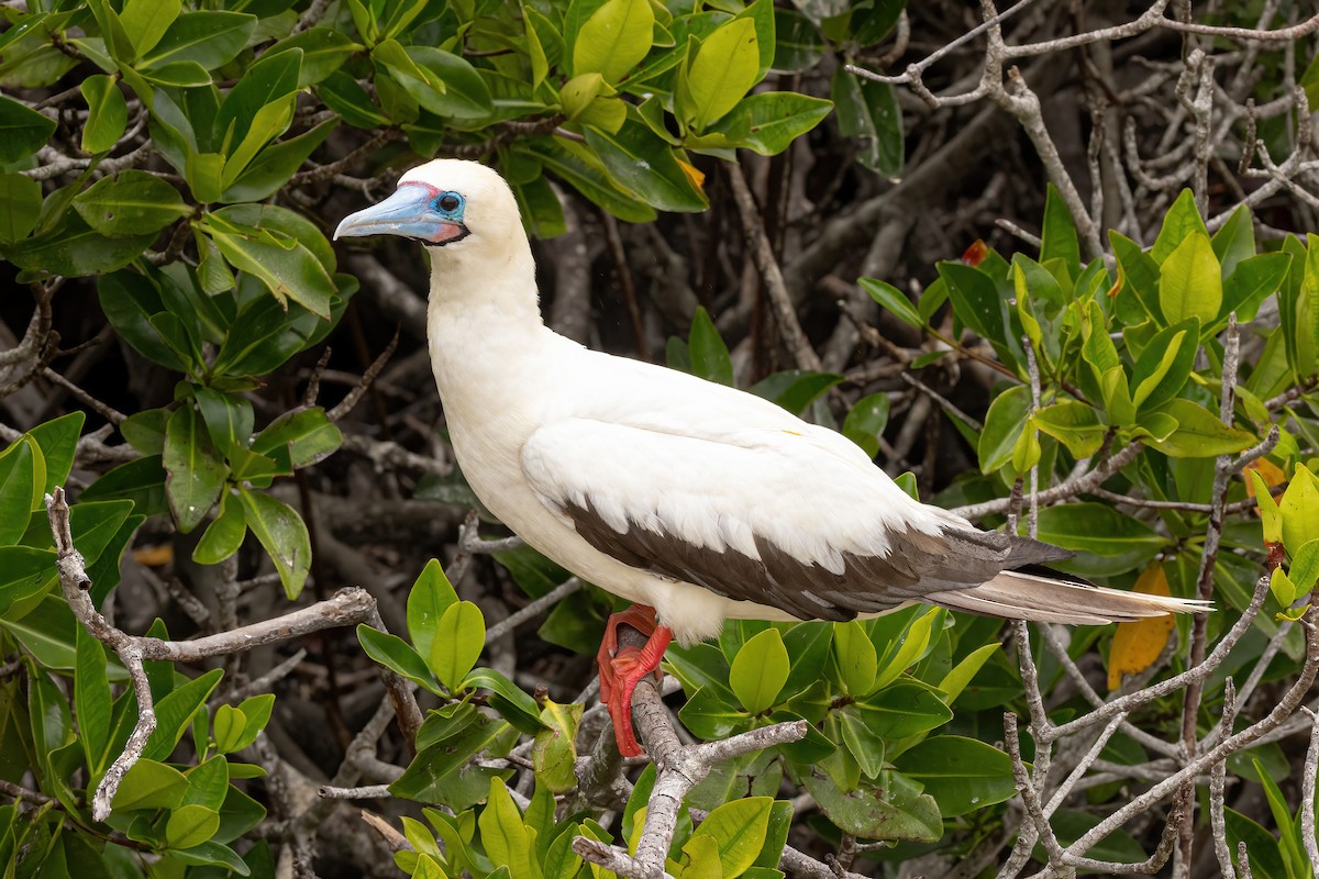 Fou à pieds rouges - ML620145479