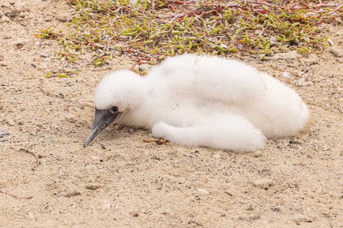 Red-footed Booby - ML620145484