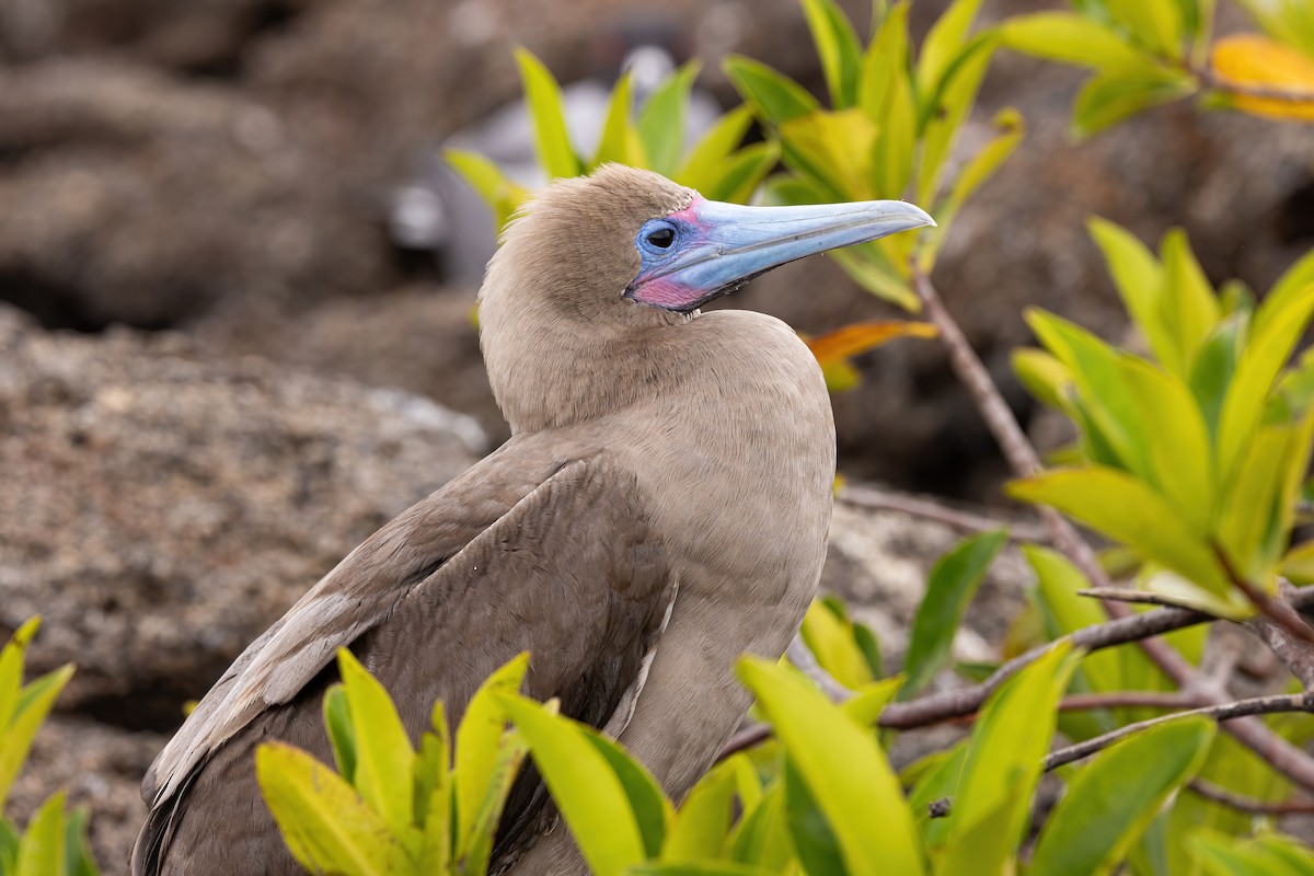 Red-footed Booby - ML620145488