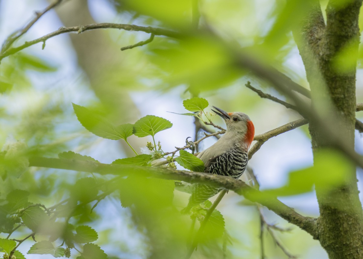 Red-bellied Woodpecker - ML620145502