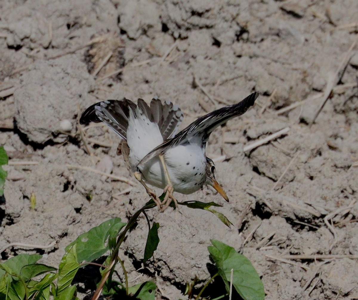 Spotted Sandpiper - ML620145521