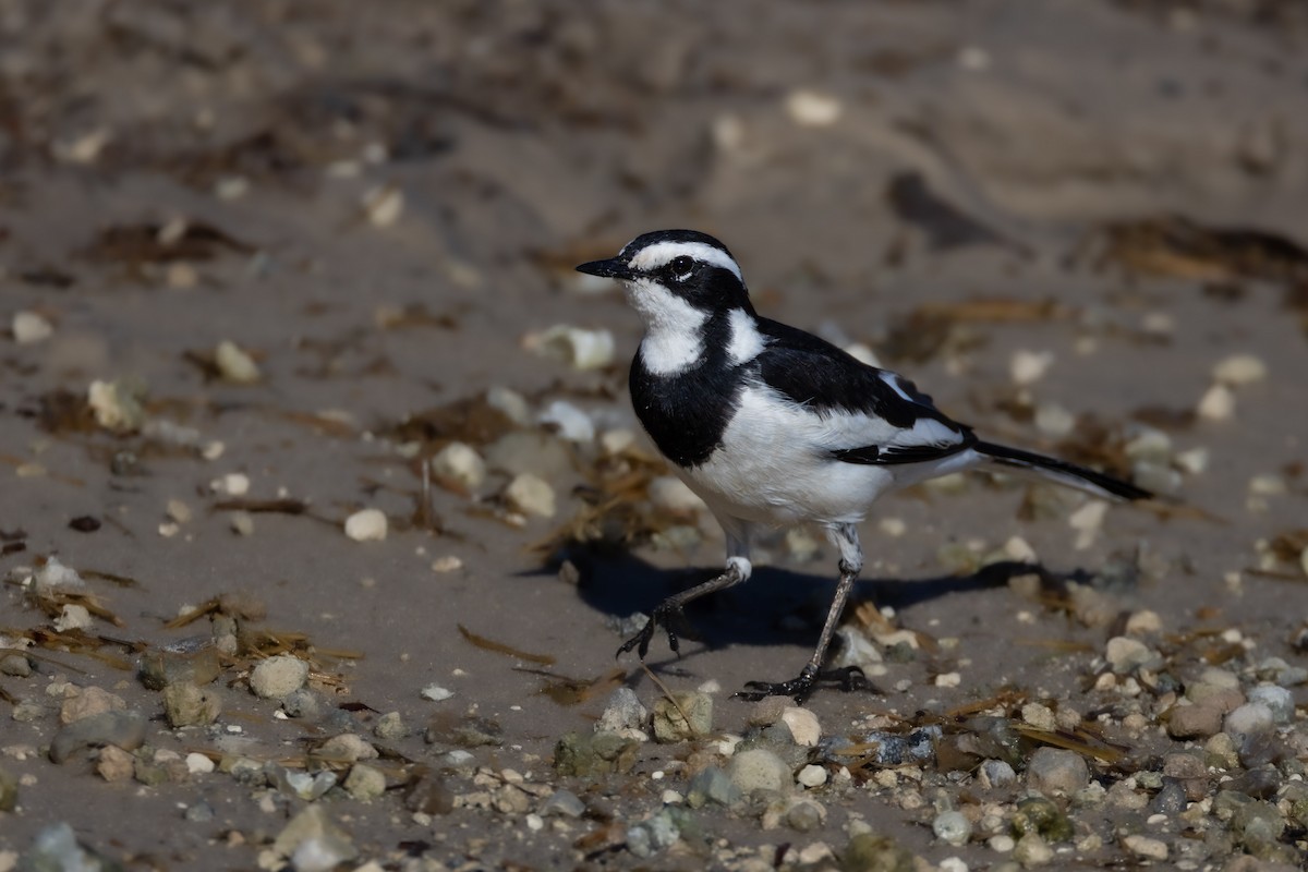 African Pied Wagtail - ML620145523