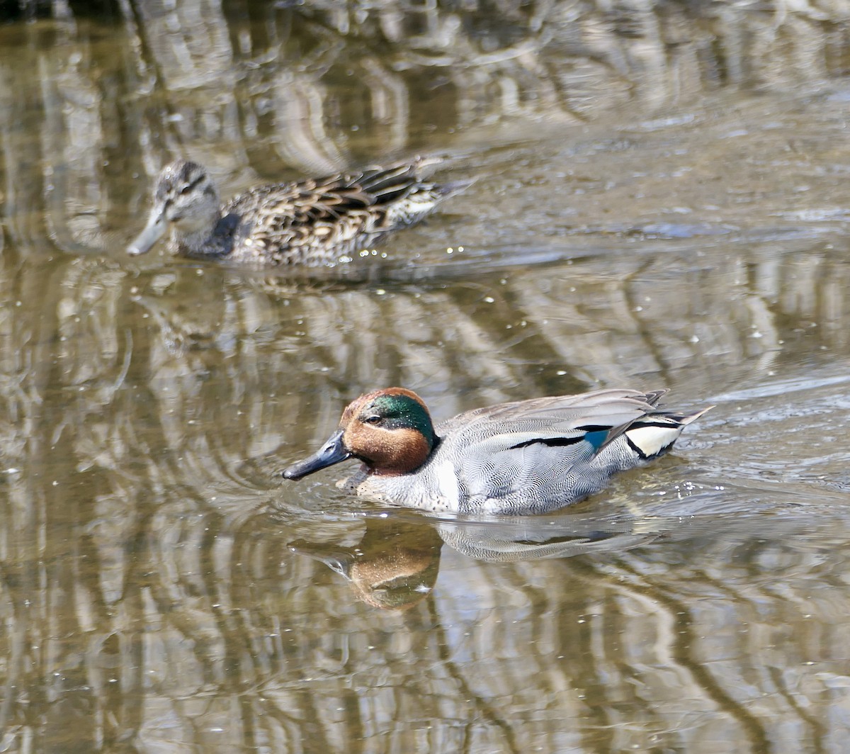 Green-winged Teal - ML620145534