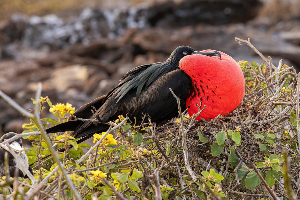 Bindenfregattvogel - ML620145548