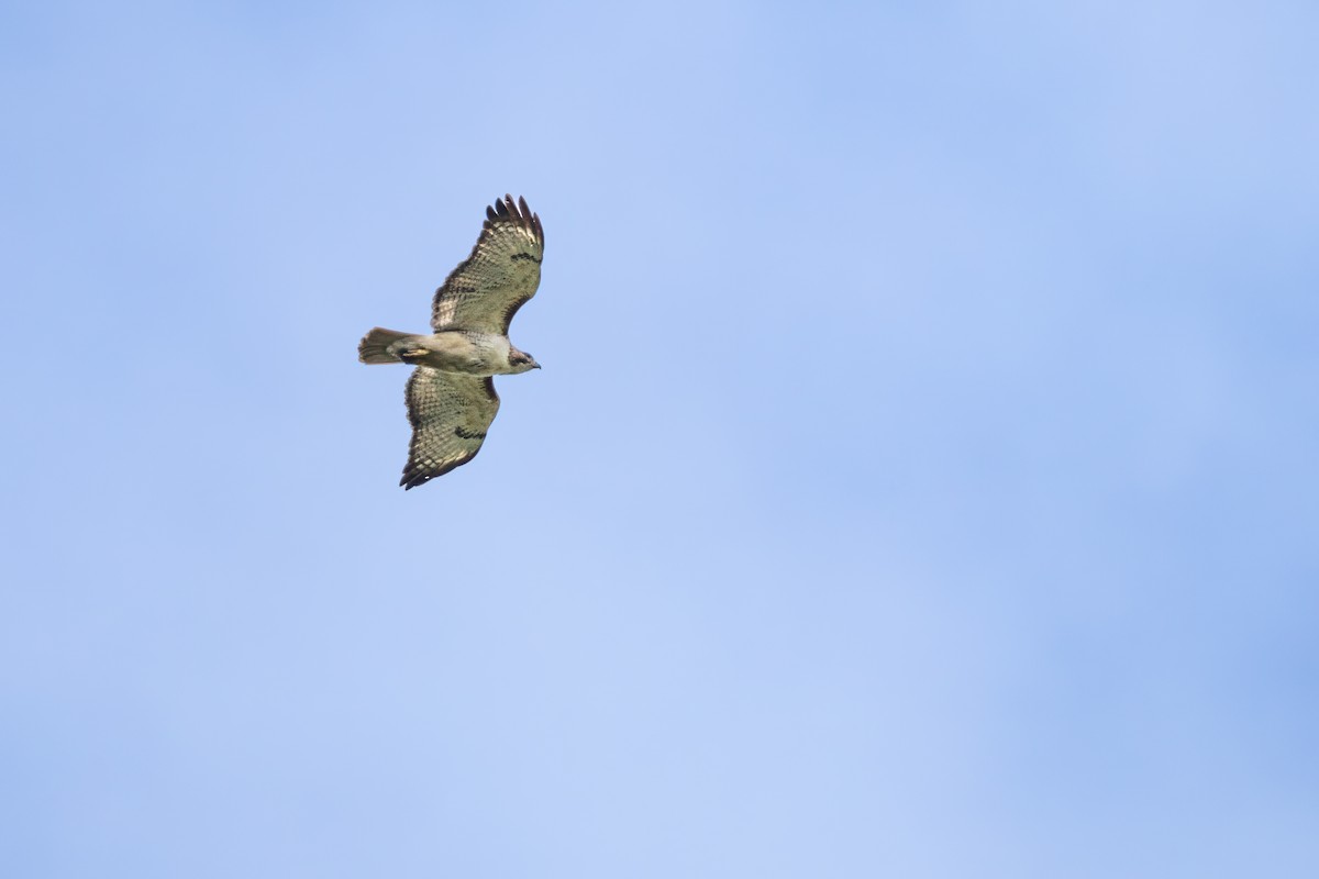 Red-tailed Hawk - ML620145550