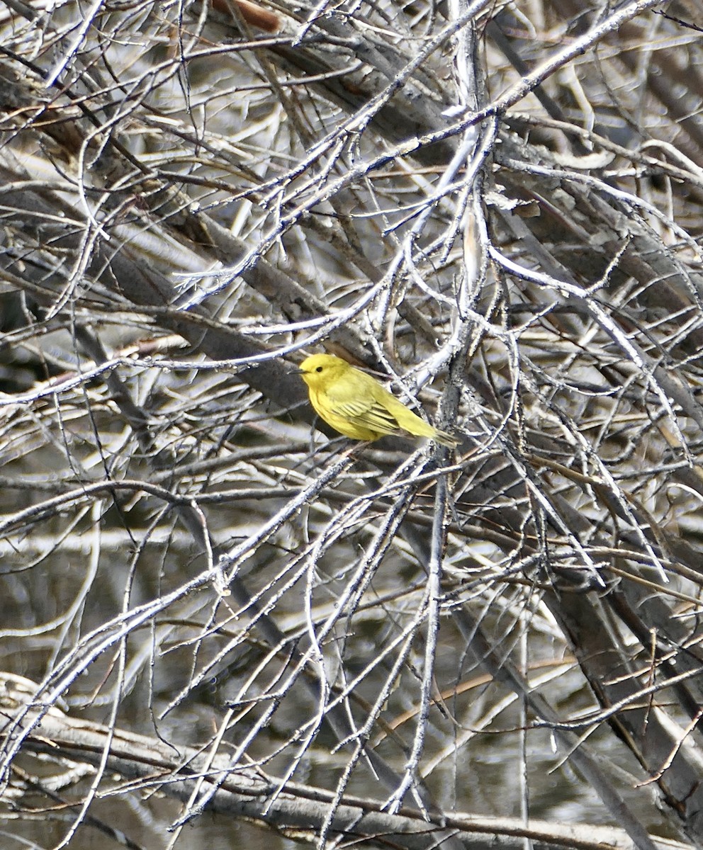 Yellow Warbler - ML620145551