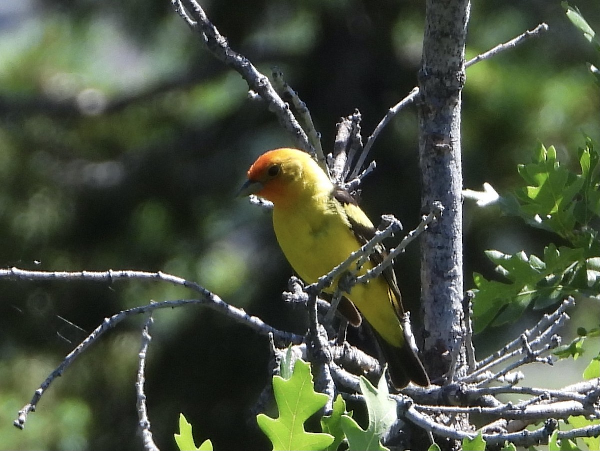 Western Tanager - ML620145568
