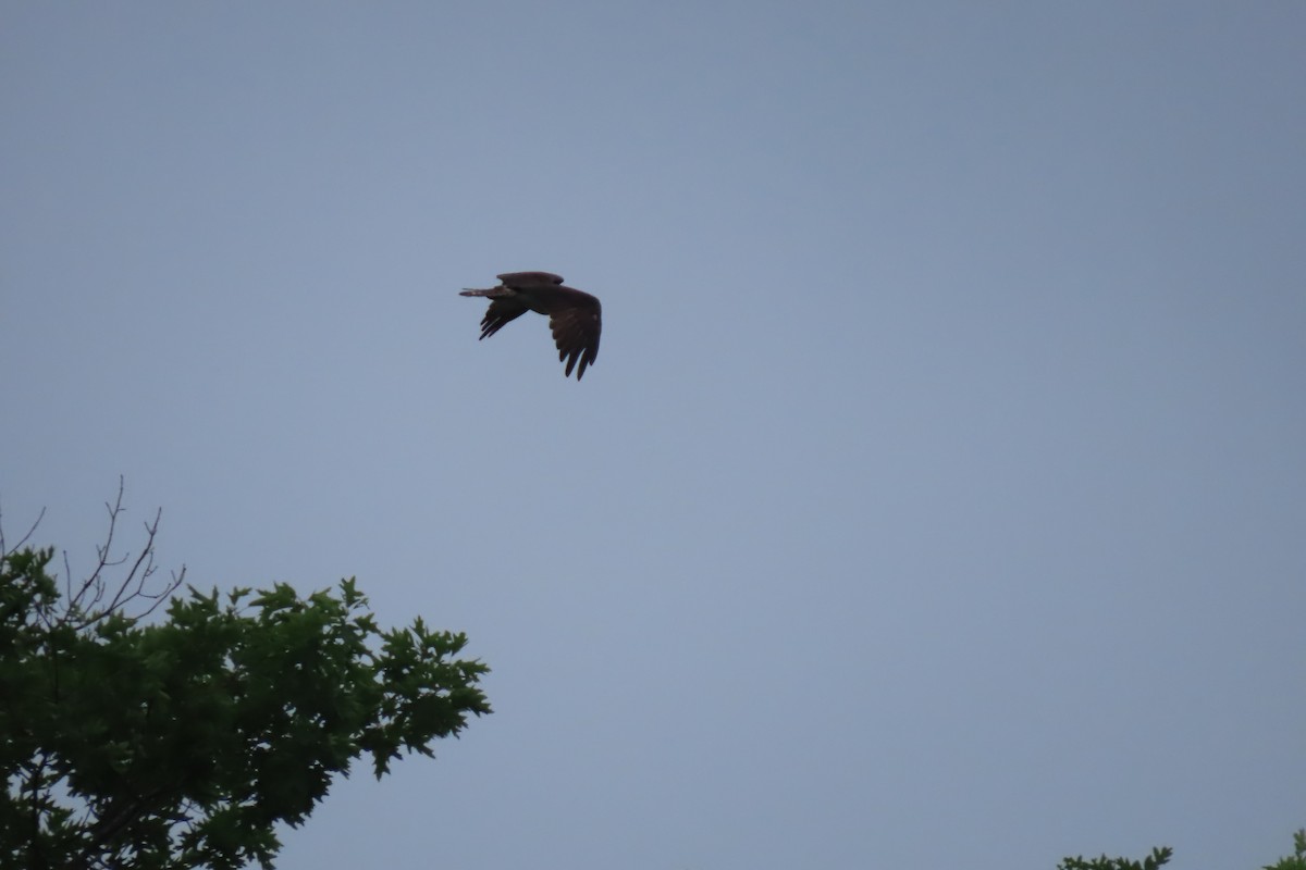 Balbuzard pêcheur - ML620145592