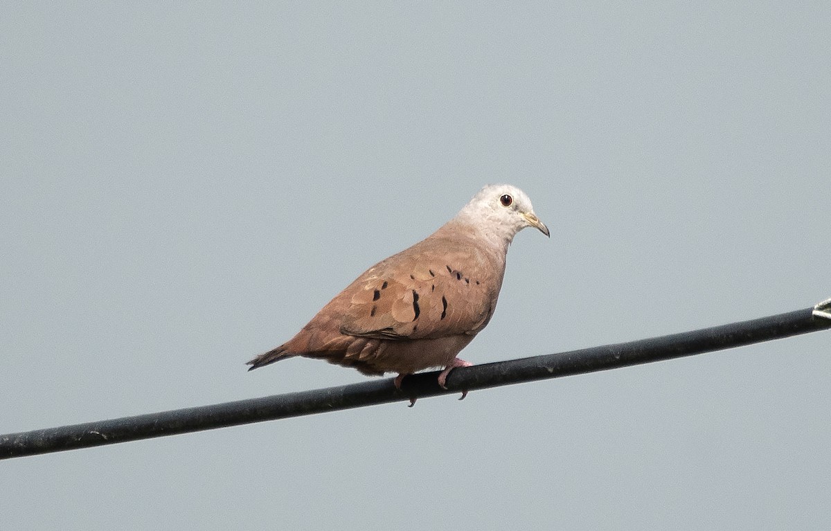 Ruddy Ground Dove - ML620145598