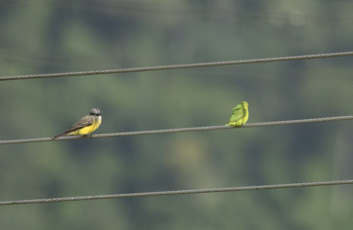 Cobalt-rumped Parrotlet - ML620145609