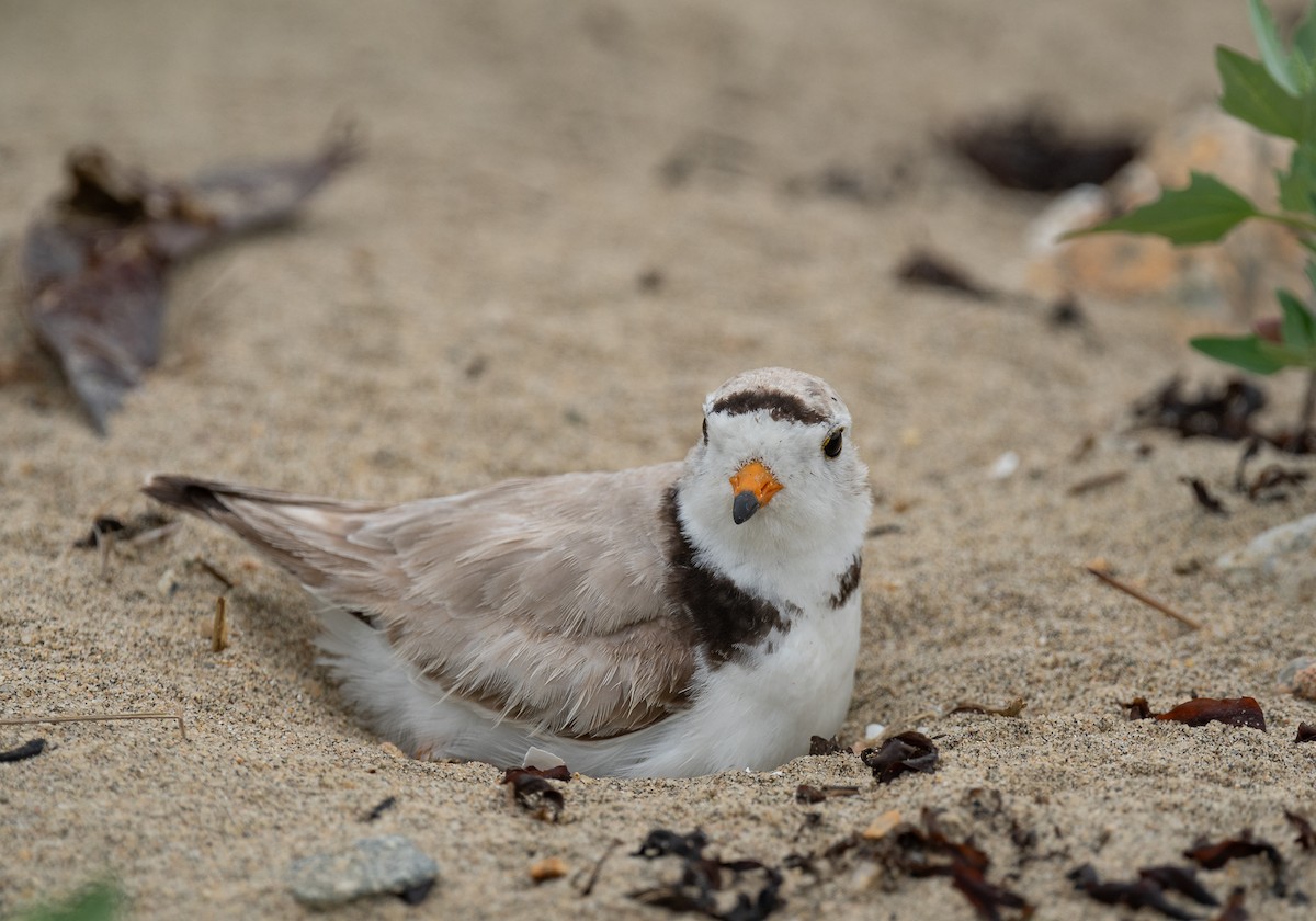 Piping Plover - ML620145611