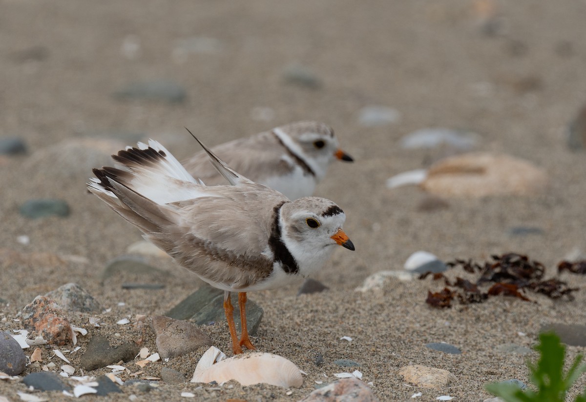 Piping Plover - ML620145612