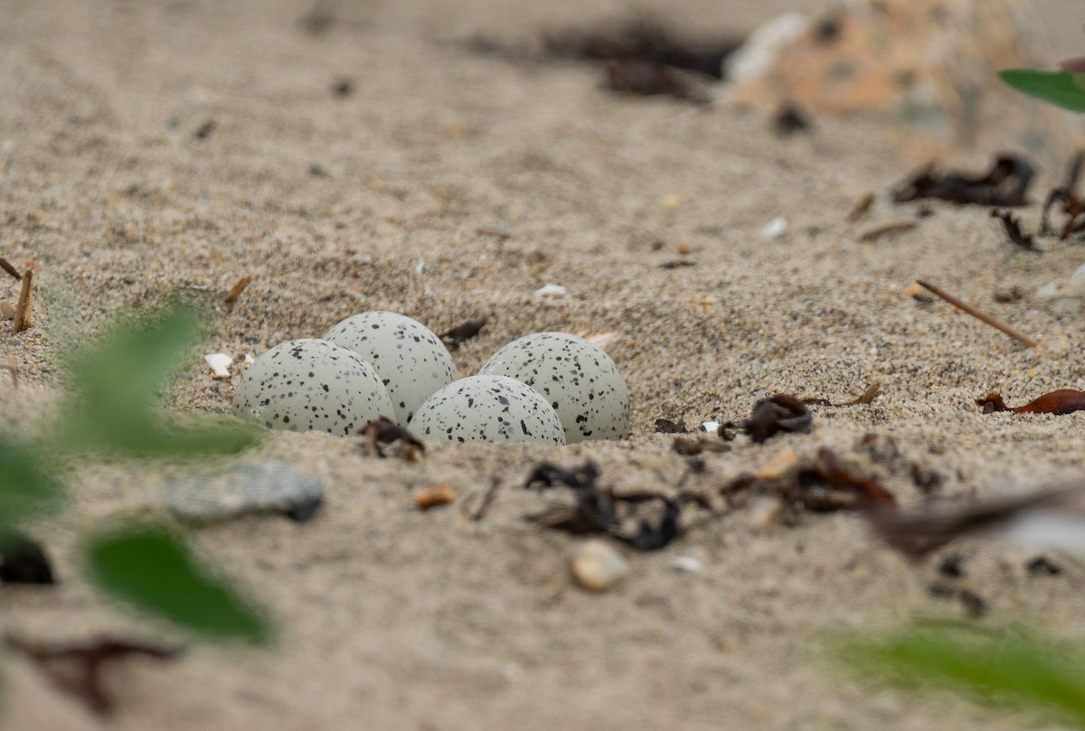 Piping Plover - ML620145613