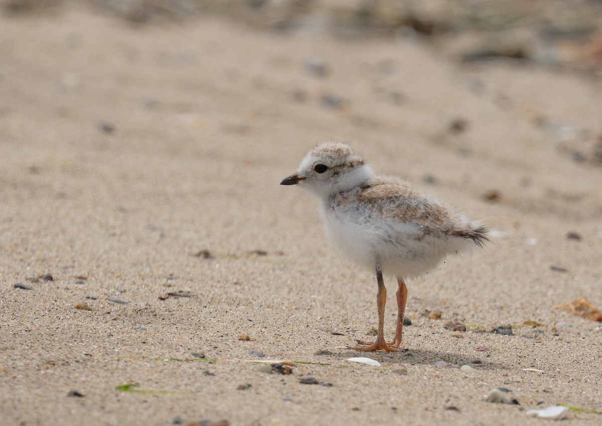 Piping Plover - ML620145614