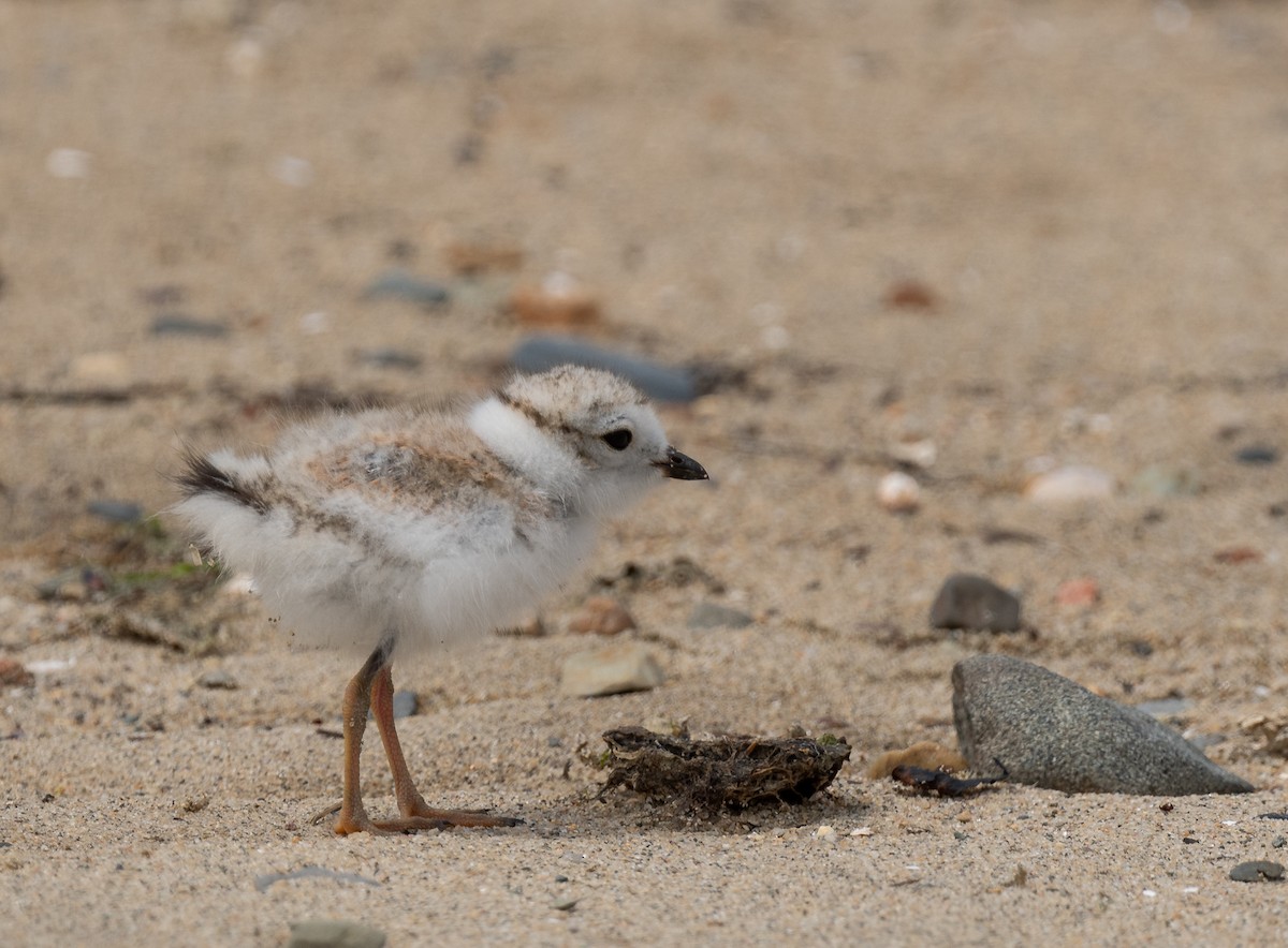 Piping Plover - ML620145615