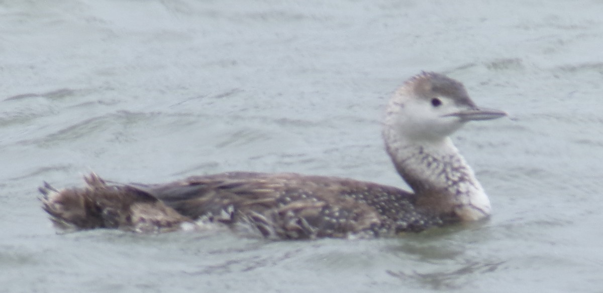 Red-throated Loon - ML620145617