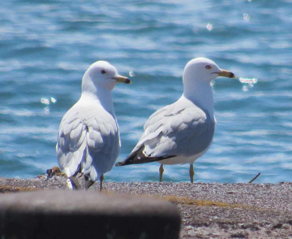 Ring-billed Gull - ML620145618