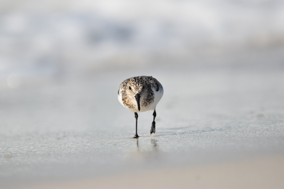 Bécasseau sanderling - ML620145626