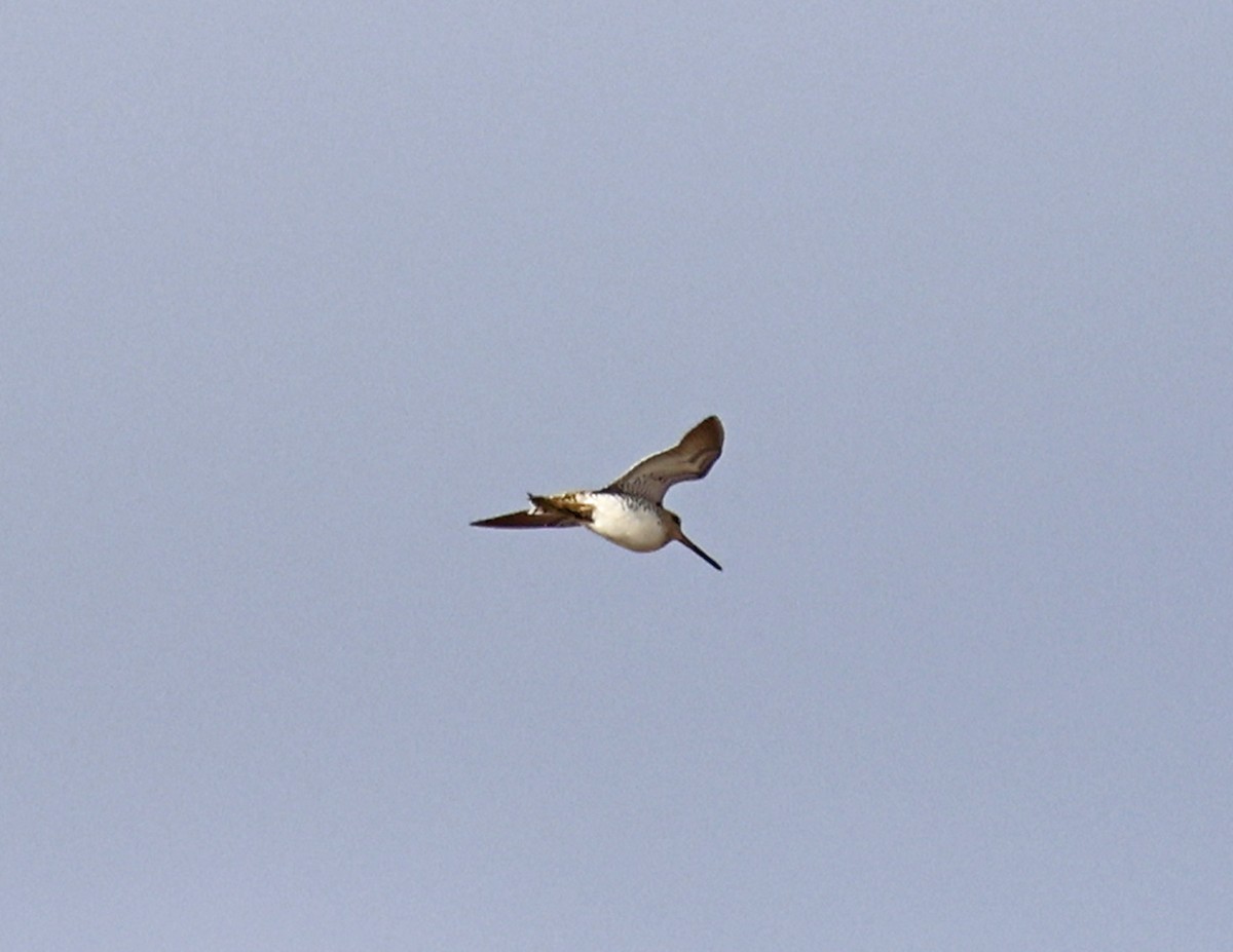 Common/Wilson's Snipe - ML620145632