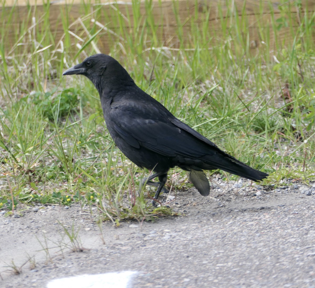 American Crow - ML620145638