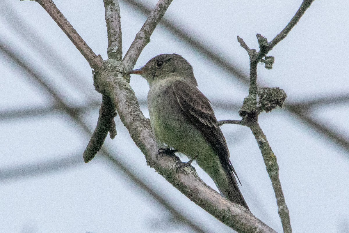 Eastern Wood-Pewee - ML620145642