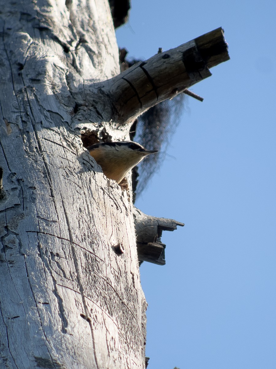 Red-breasted Nuthatch - ML620145646