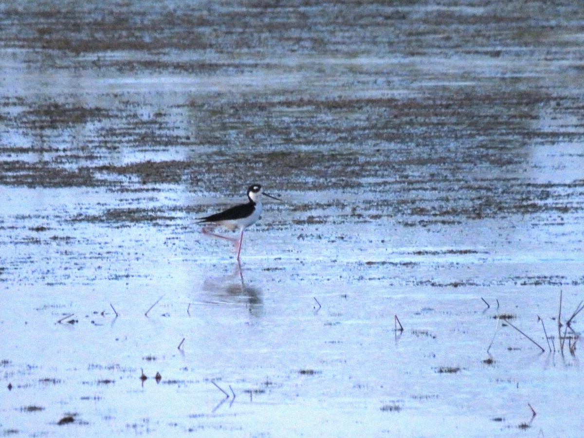 Black-necked Stilt - ML620145648