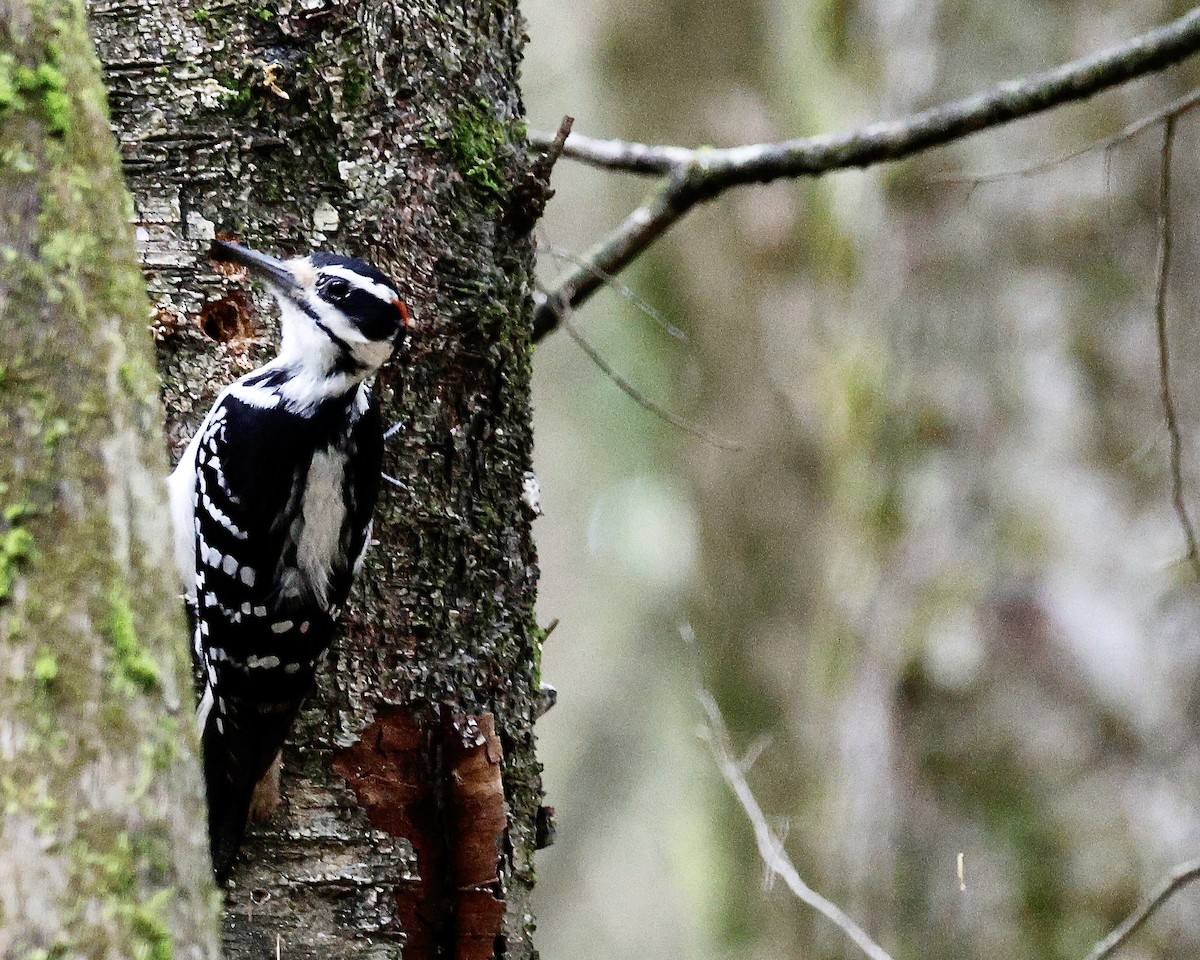 Hairy Woodpecker - ML620145652