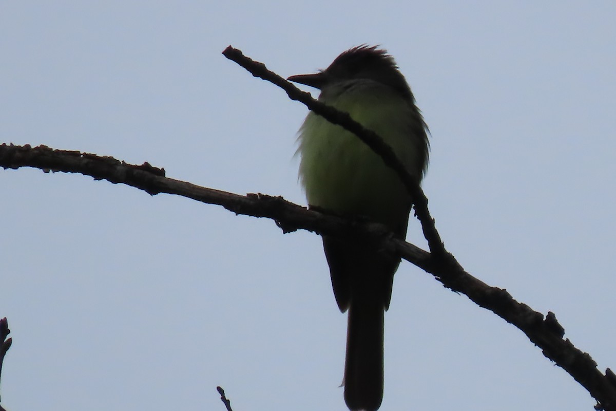 Great Crested Flycatcher - ML620145656